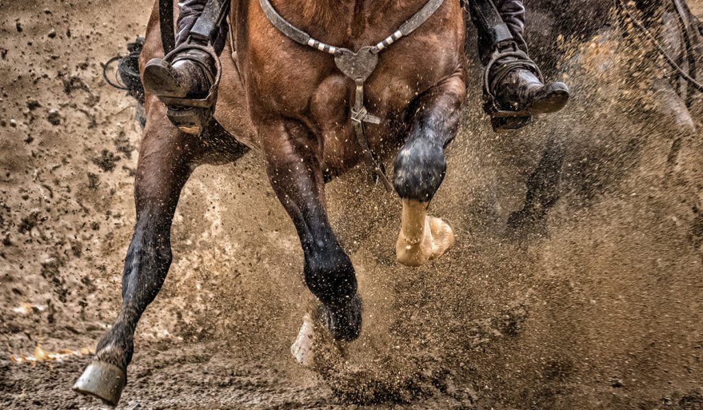 Freio de Ouro - cavalo em prova