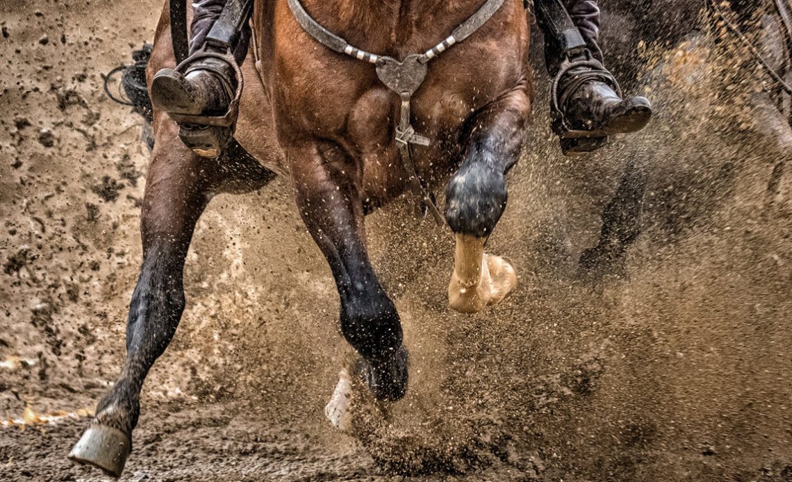 Freio de Ouro - cavalo em prova