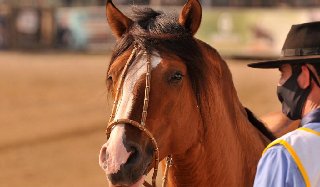 Cavalo crioulo