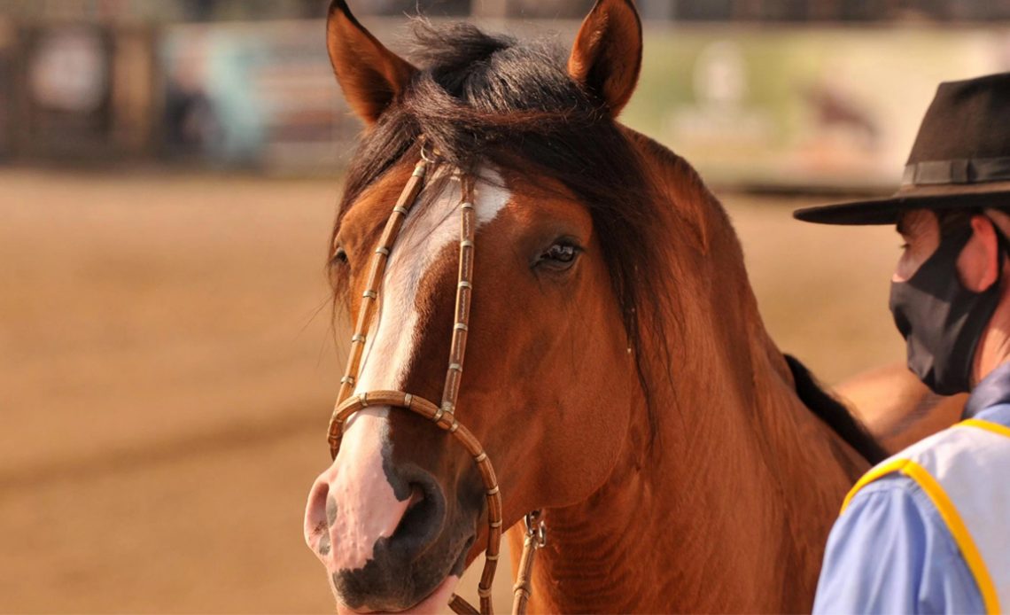 Cavalo crioulo