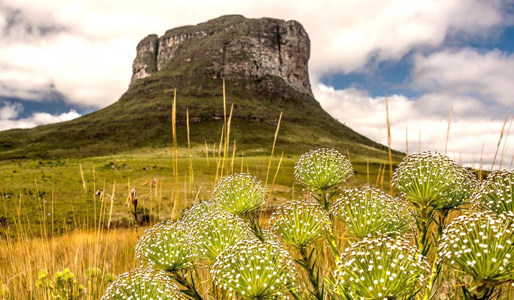 Cerrado