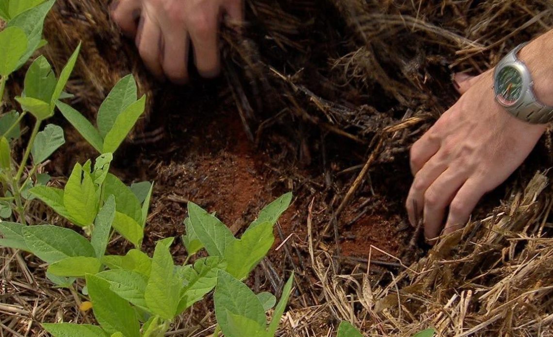 Agrônomo mostrando os efeitos benéficos da cobertura de solo