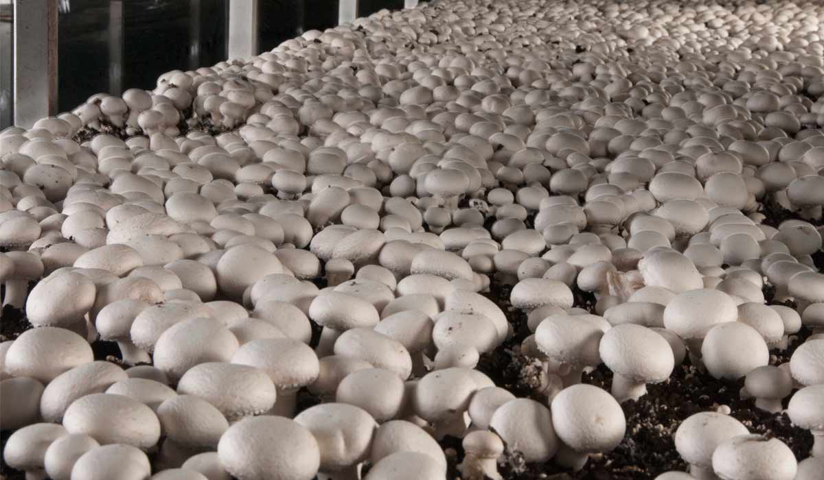 Cogumelo champignon em fase de produção em cama de composto