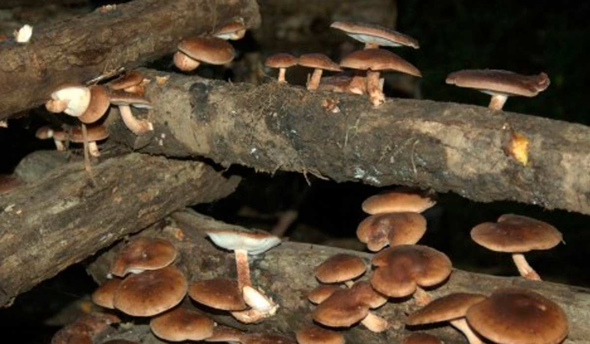 Cogumelos shiitake cultivados em toras de eucalipto