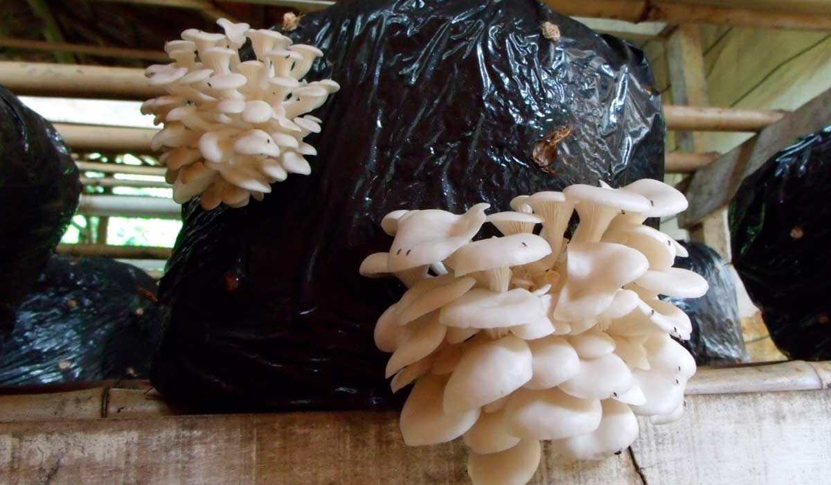 Cogumelo shimeji em fase de produção no saco de composto