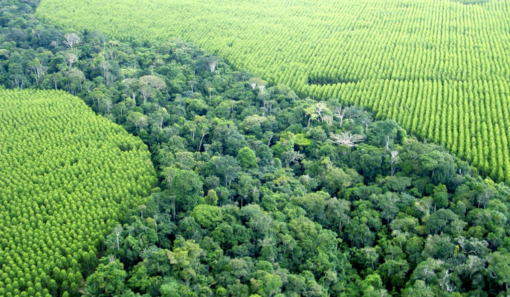 Corredor ecológico de matas nativas entre florestas comerciais plantadas