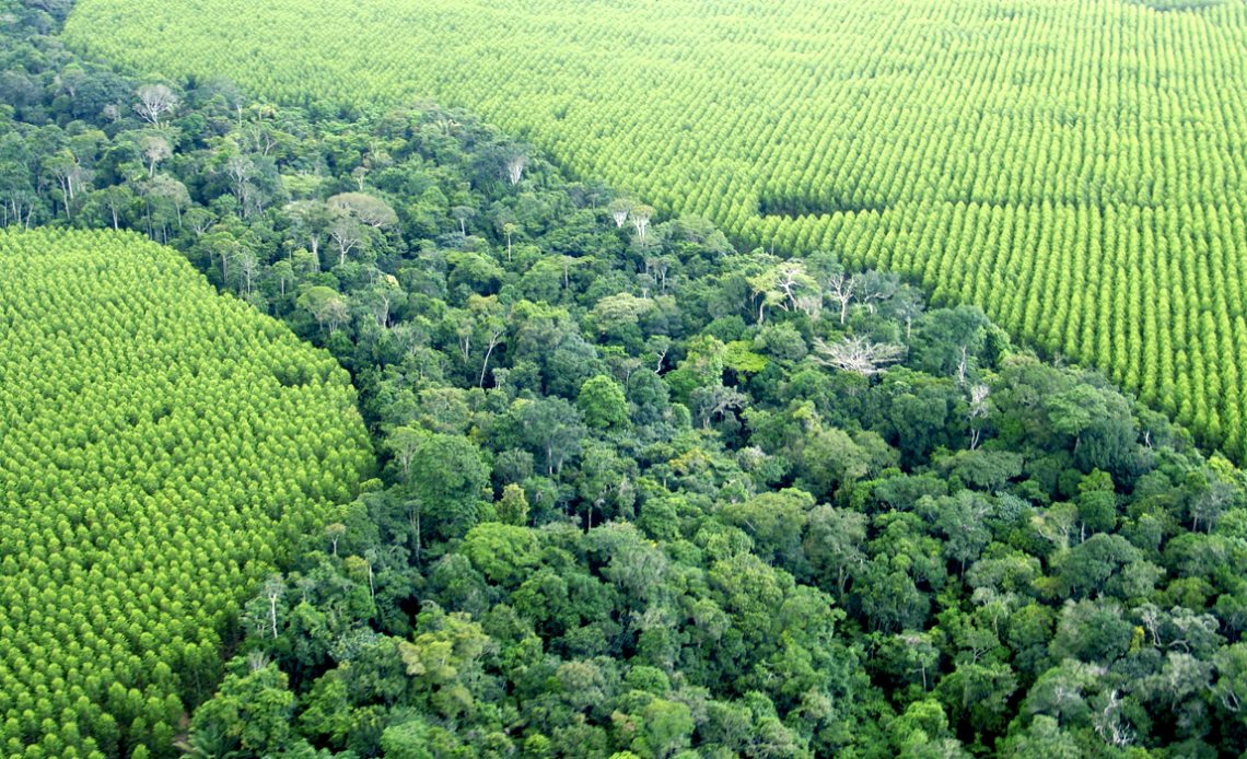 Corredor ecológico de matas nativas entre florestas comerciais plantadas