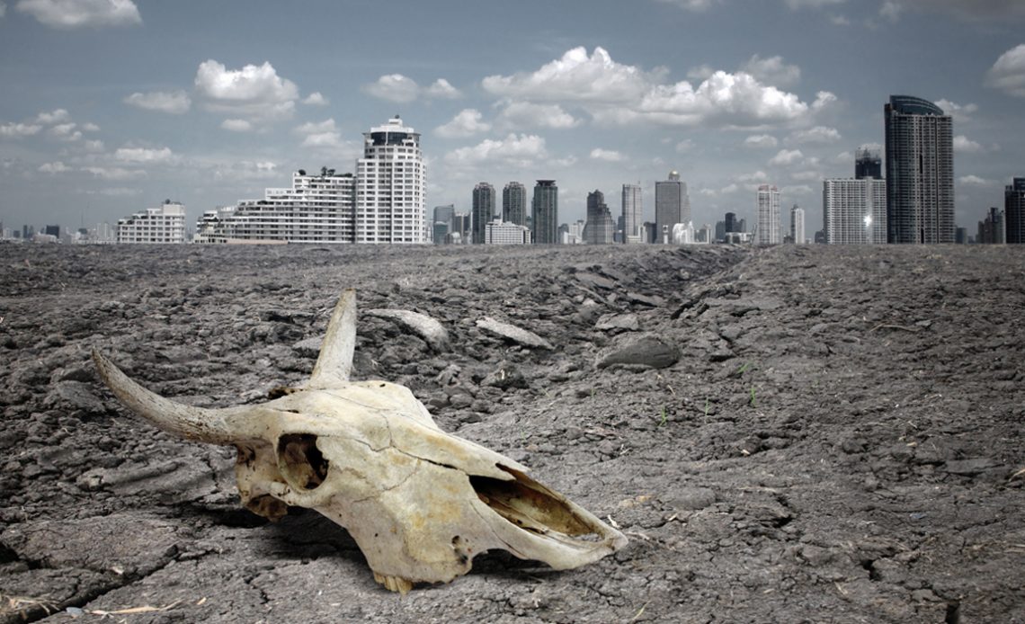 Habitat adjacente à área urbana destruído com destaque para o crânio de um bovídeo e a megalópole ao fundo