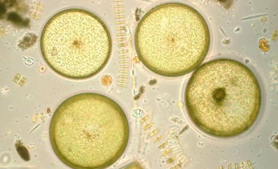 Espécies de algas diatomáceas Coscinodiscus wailesii (redondo) e Thalassiosira rotula (em forma de cadeia) - Foto: Isabel G. Teixeira