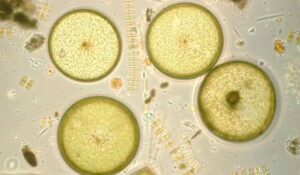 Espécies de algas diatomáceas Coscinodiscus wailesii (redondo) e Thalassiosira rotula (em forma de cadeia) - Foto: Isabel G. Teixeira