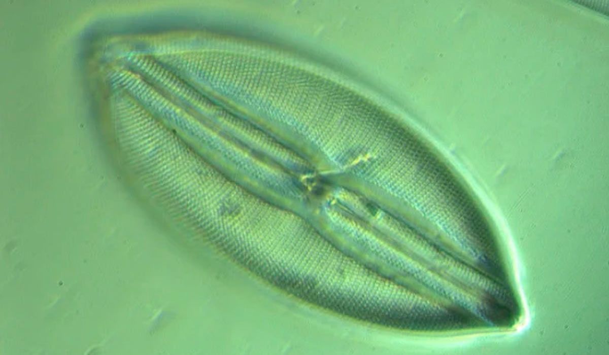 Alga diatomácea