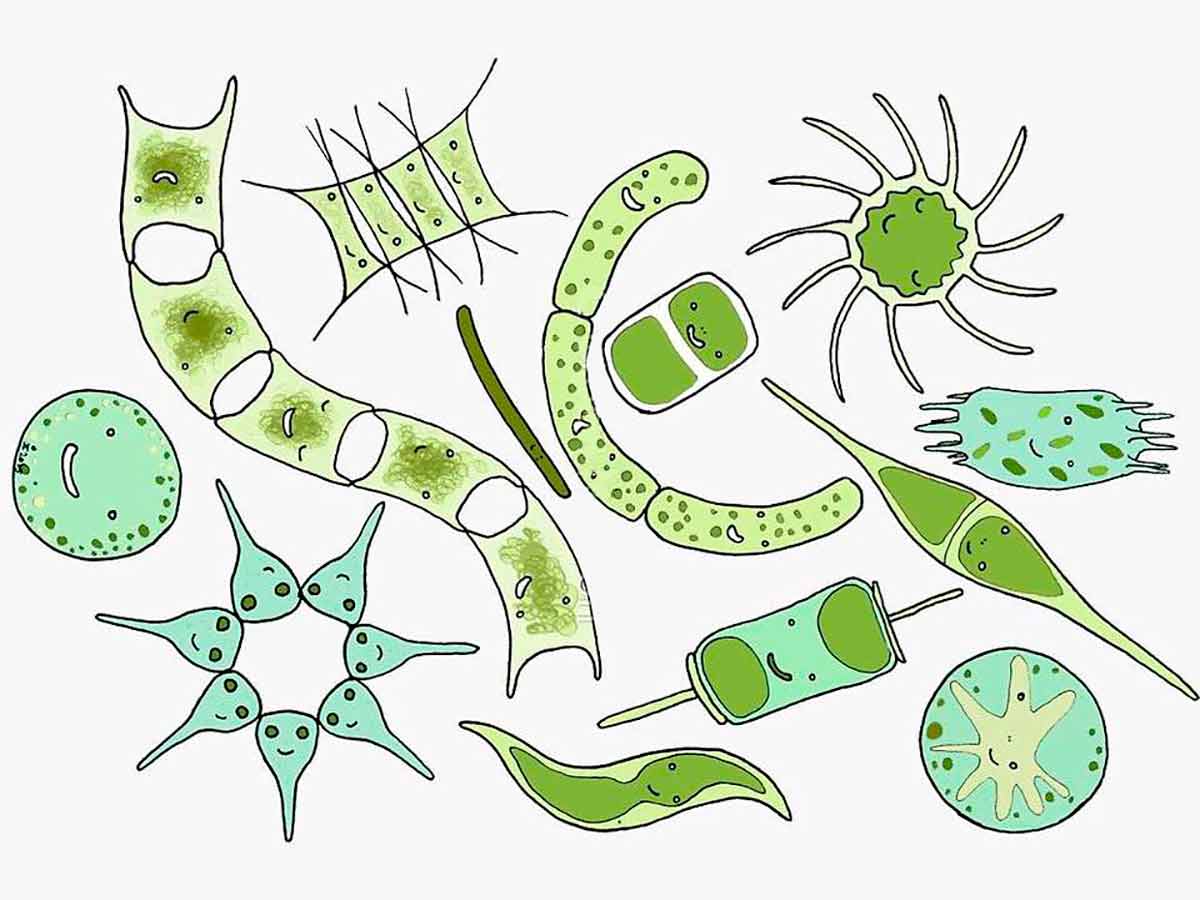 Ilustração de diferentes formas de diatomáceas