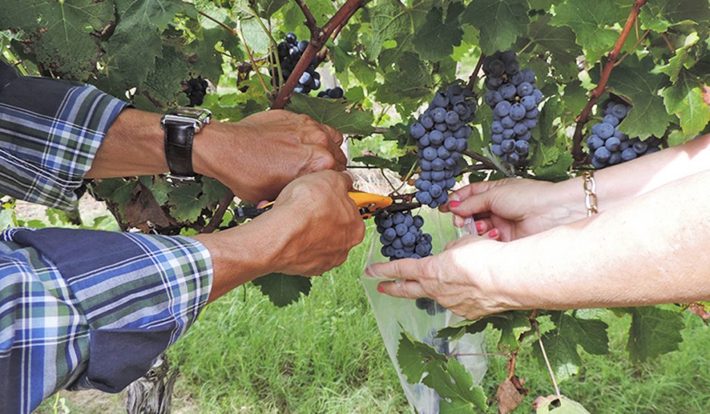 Pesquisadores coletando amostras de uvas no parreiral