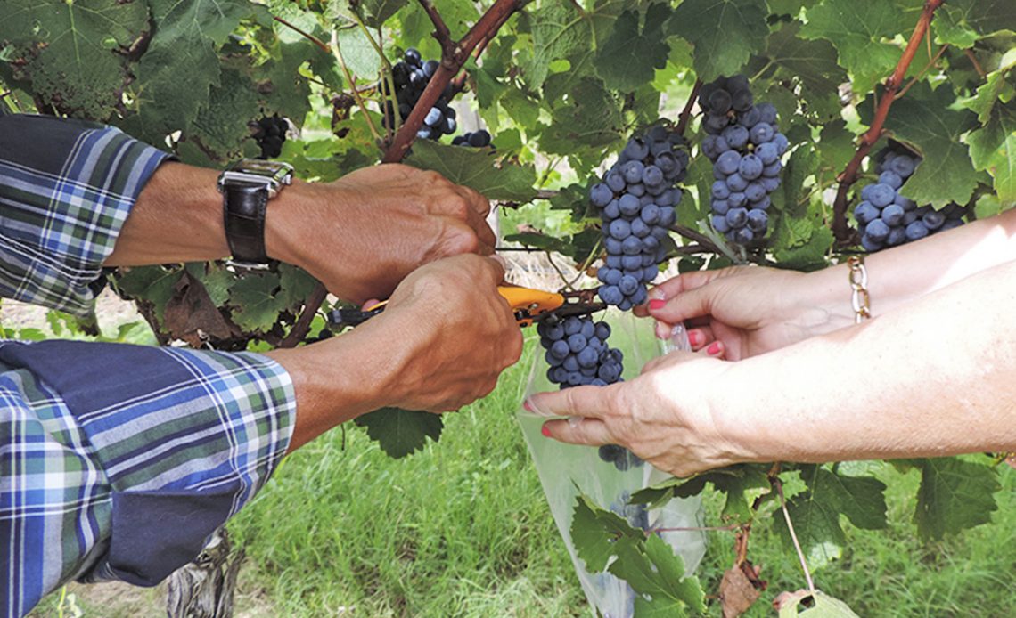 Pesquisadores coletando amostras de uvas no parreiral