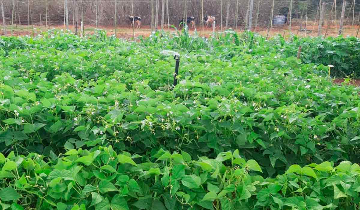 Feijão em sistema agroecológico