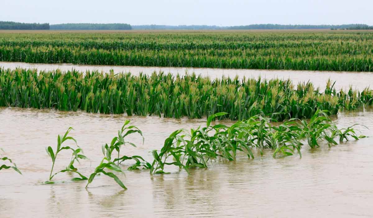 Lavoura inundada