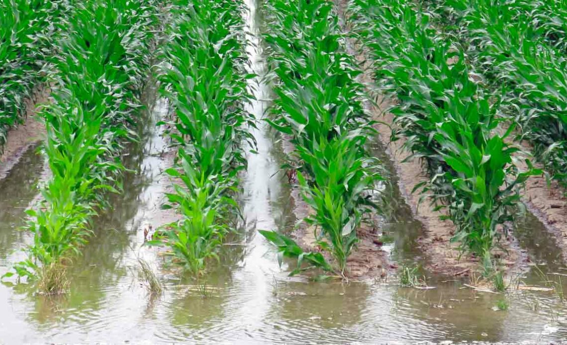 Lavoura de milho inundada