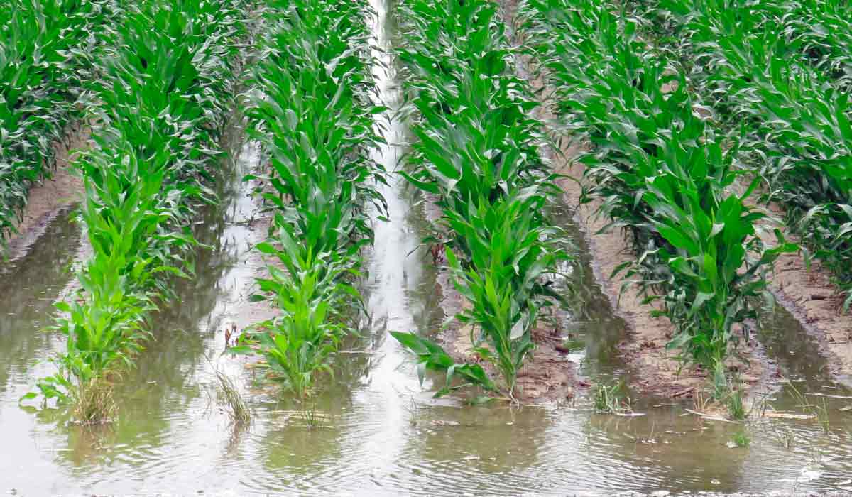 Lavoura de milho inundada