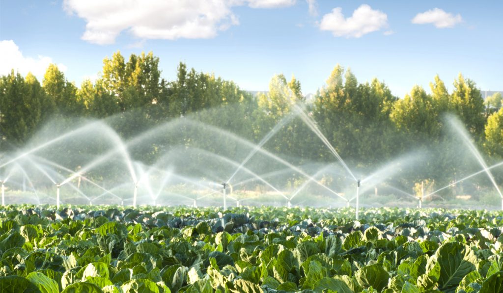 Sistema de irrigação por aspersão em pleno funcionamento