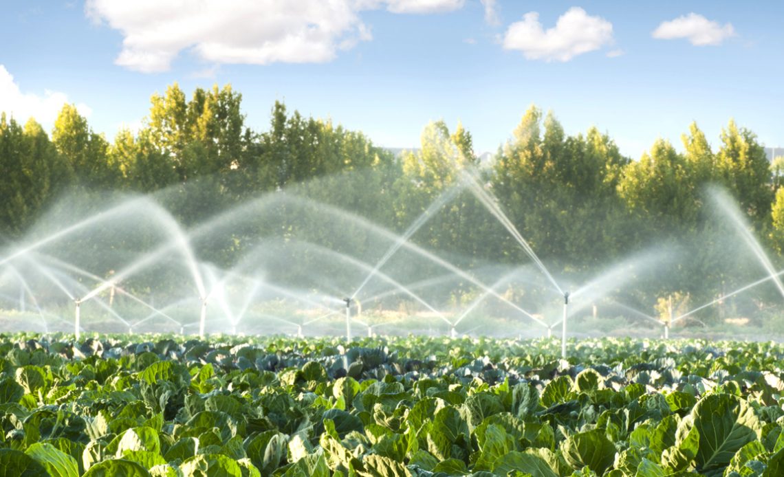 Sistema de irrigação por aspersão em pleno funcionamento