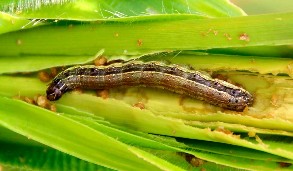 Lagarta do cartucho (Spodoptera frugiperda)