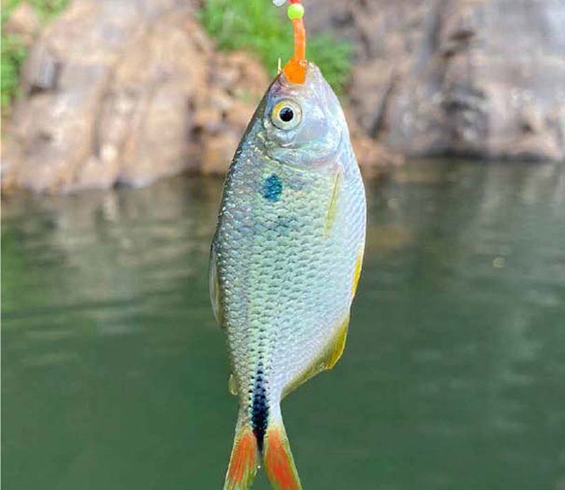 Lambari verdadeiro (Astyanax bimaculatus) fisgado