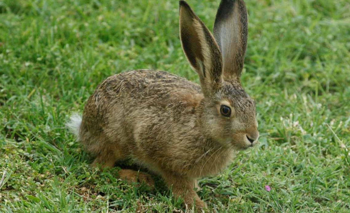 Lebrão, lebre-comum ou lebre-europeia (Lepus europaues)