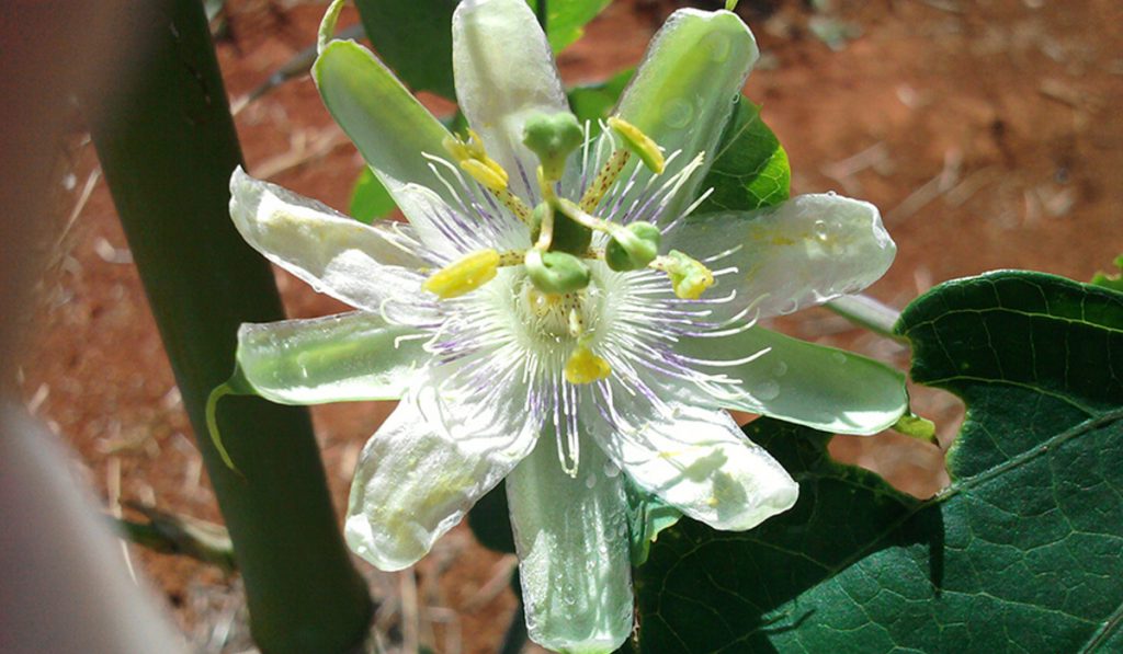 Flor do maracujá-alho (Passiflora tenuifila)