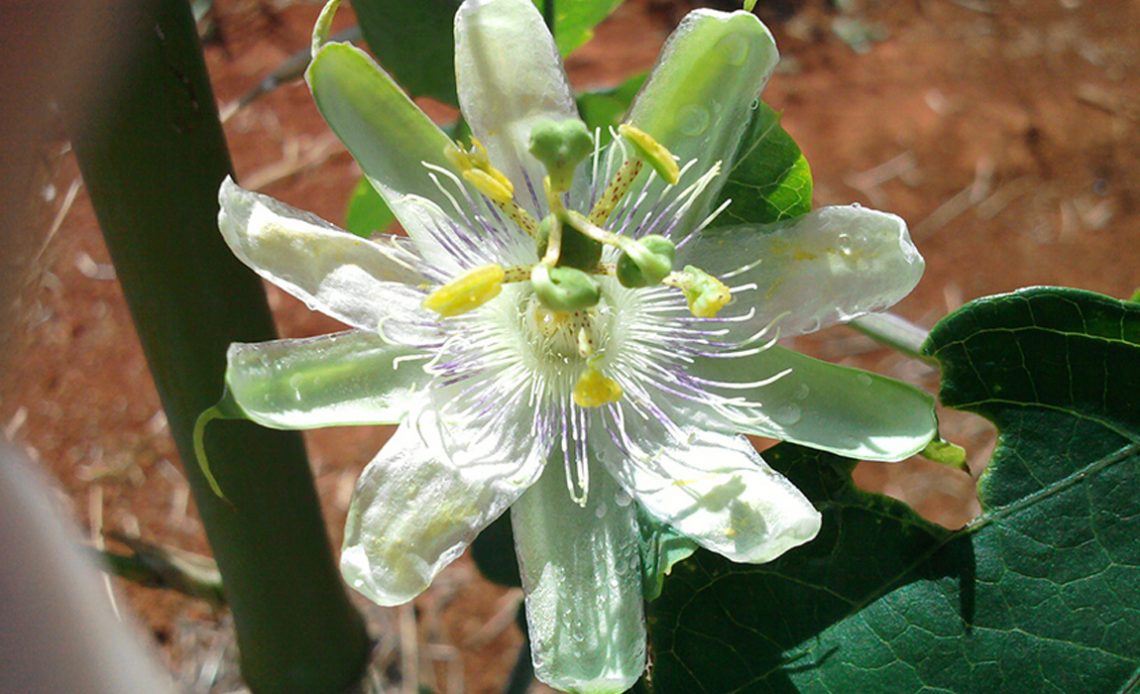 Flor do maracujá-alho (Passiflora tenuifila)