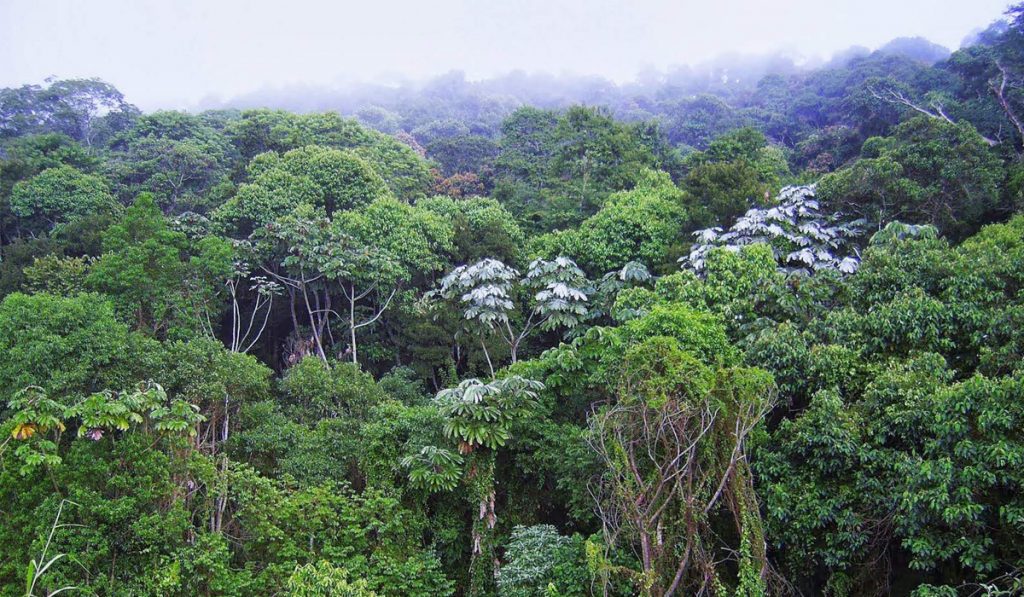 Mata Atlântica