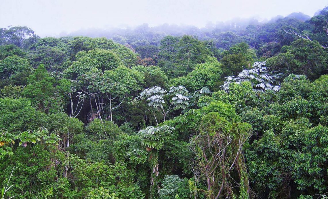 Mata Atlântica