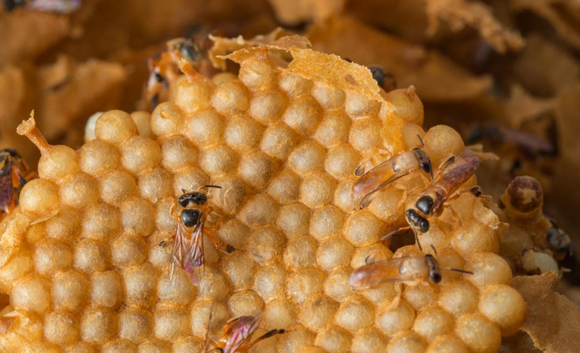 Favo de cria de colônia de jataí com abelhas