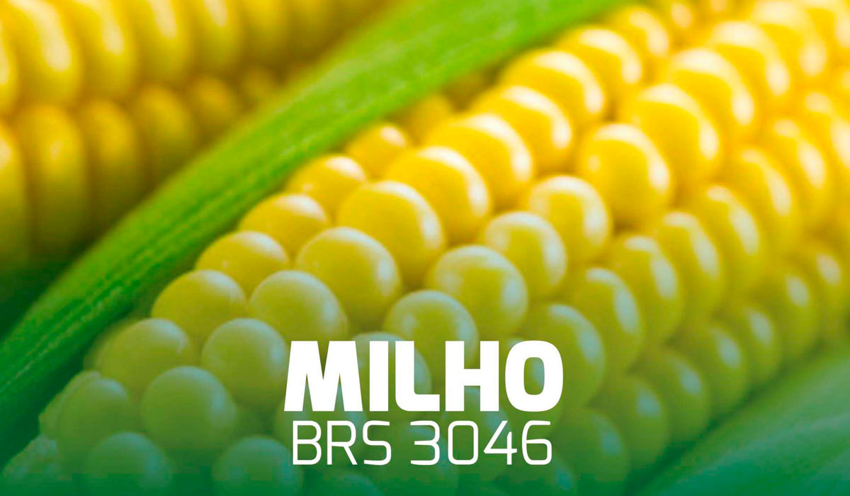 Milho BRS 3046