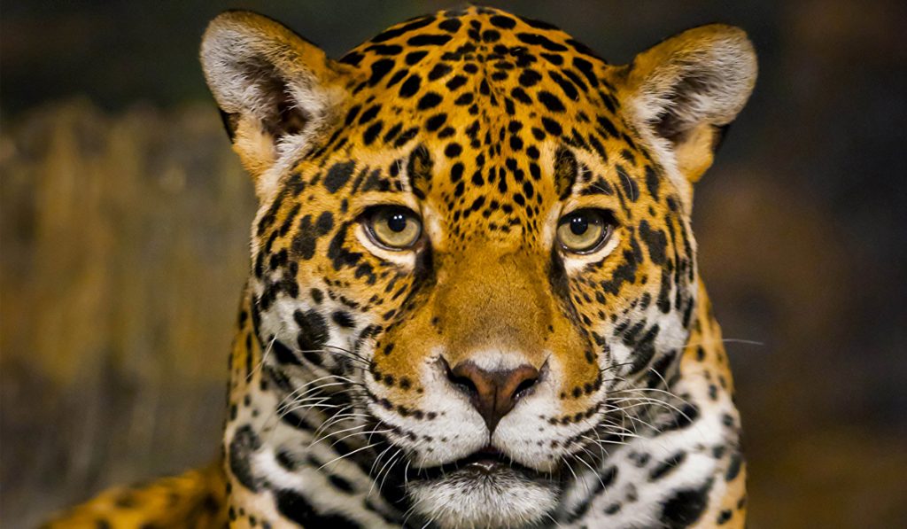 Onça pintada (Panthera onca)