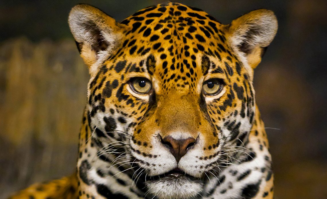 Onça pintada (Panthera onca)