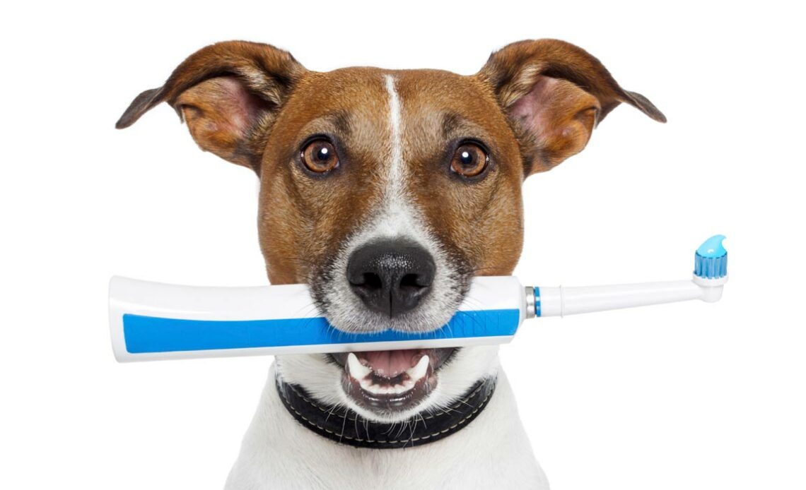 Cão com escova de dentes na boca