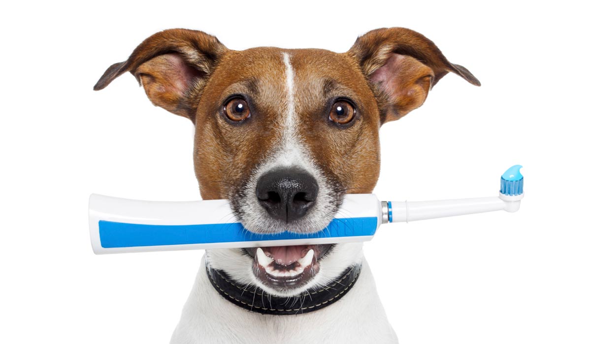 Cão com escova de dentes na boca