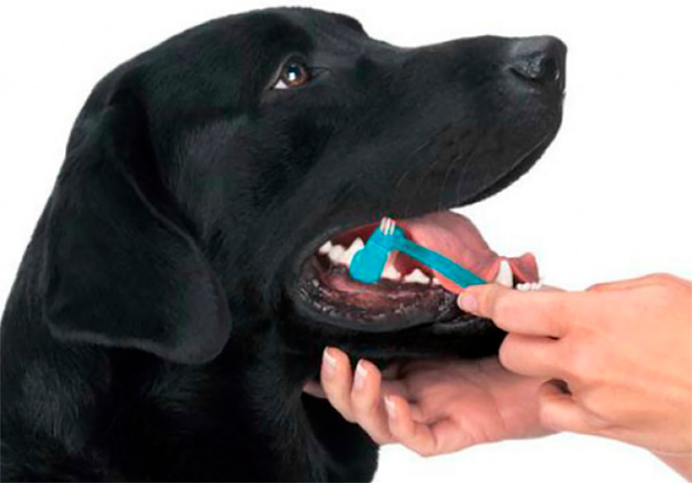 Proprietário escovando os dentes do seu labrador
