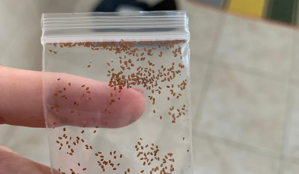 Pacotinho de sementes enviadas pelos Correios