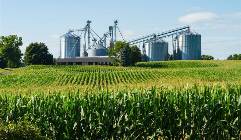 Lavoura de milho com bateria de silos ao fundo