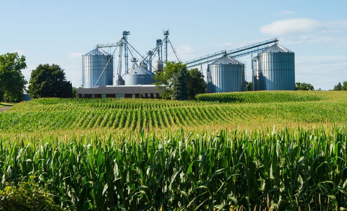 Lavoura de milho com bateria de silos ao fundo