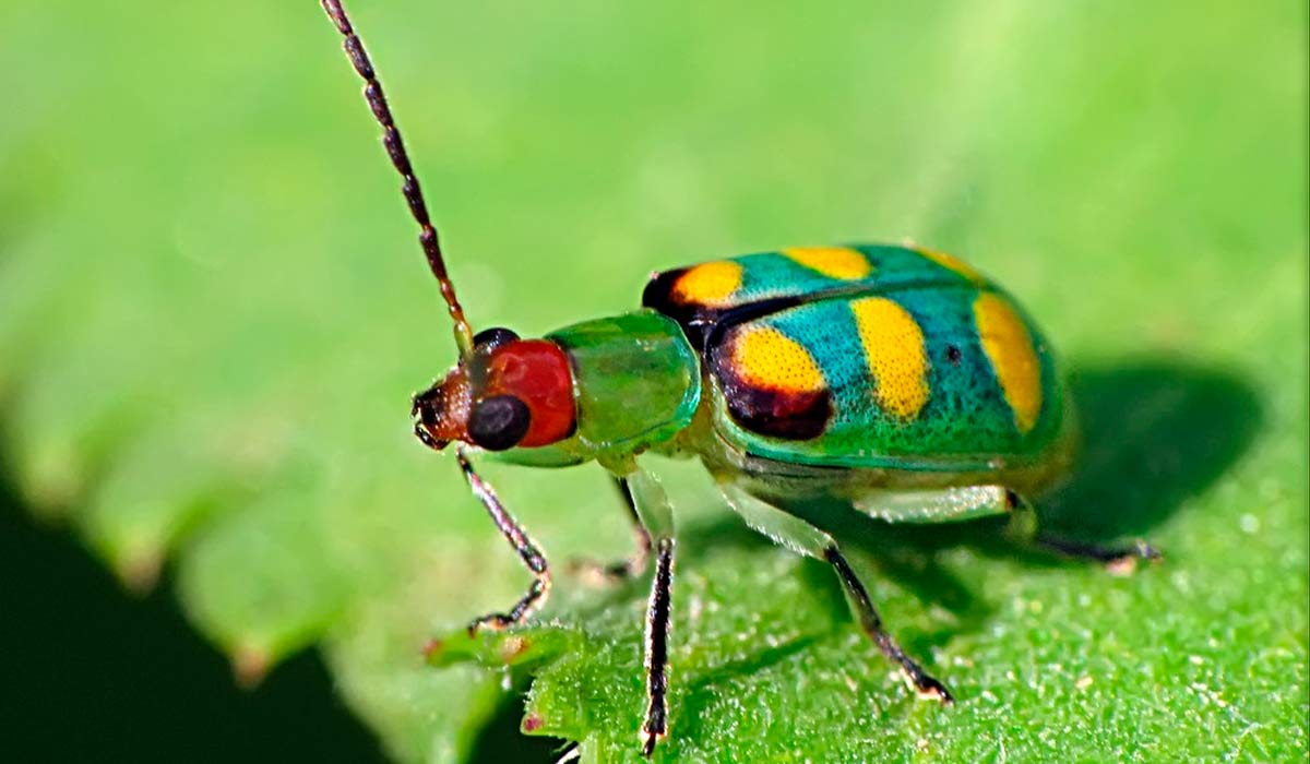 Larva alfinete ou vaquinha verde e amarela (Diabrotica speciosa)