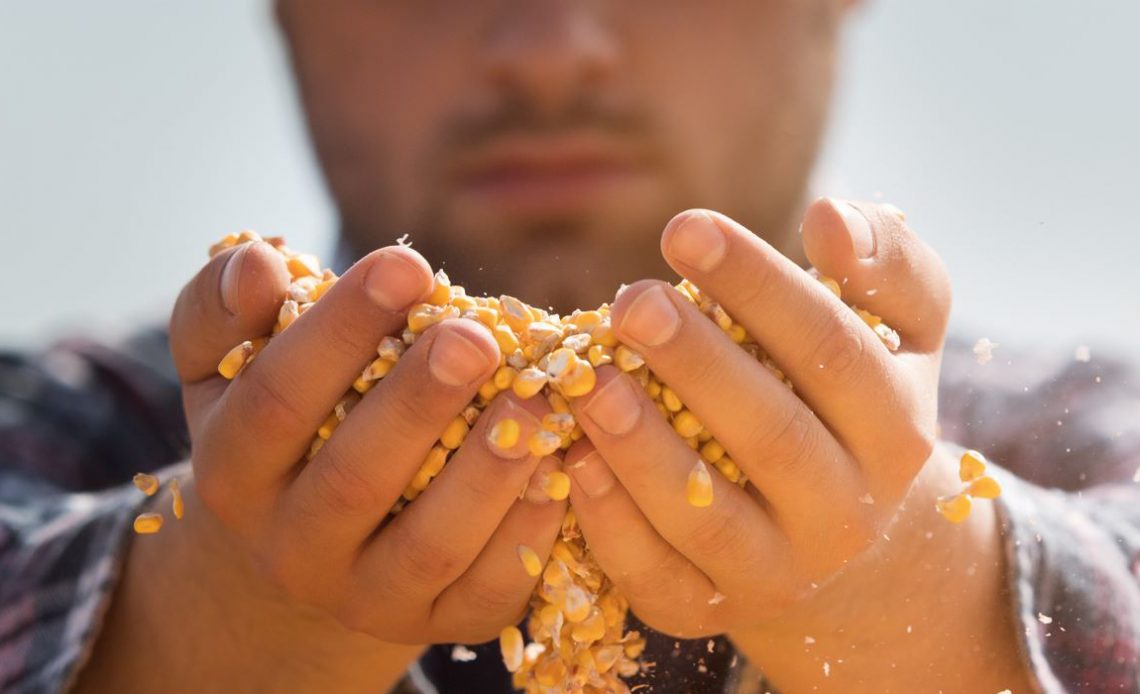 Agricultor com um punhado de milho escorrendo pelas mãos, atento à produtividade