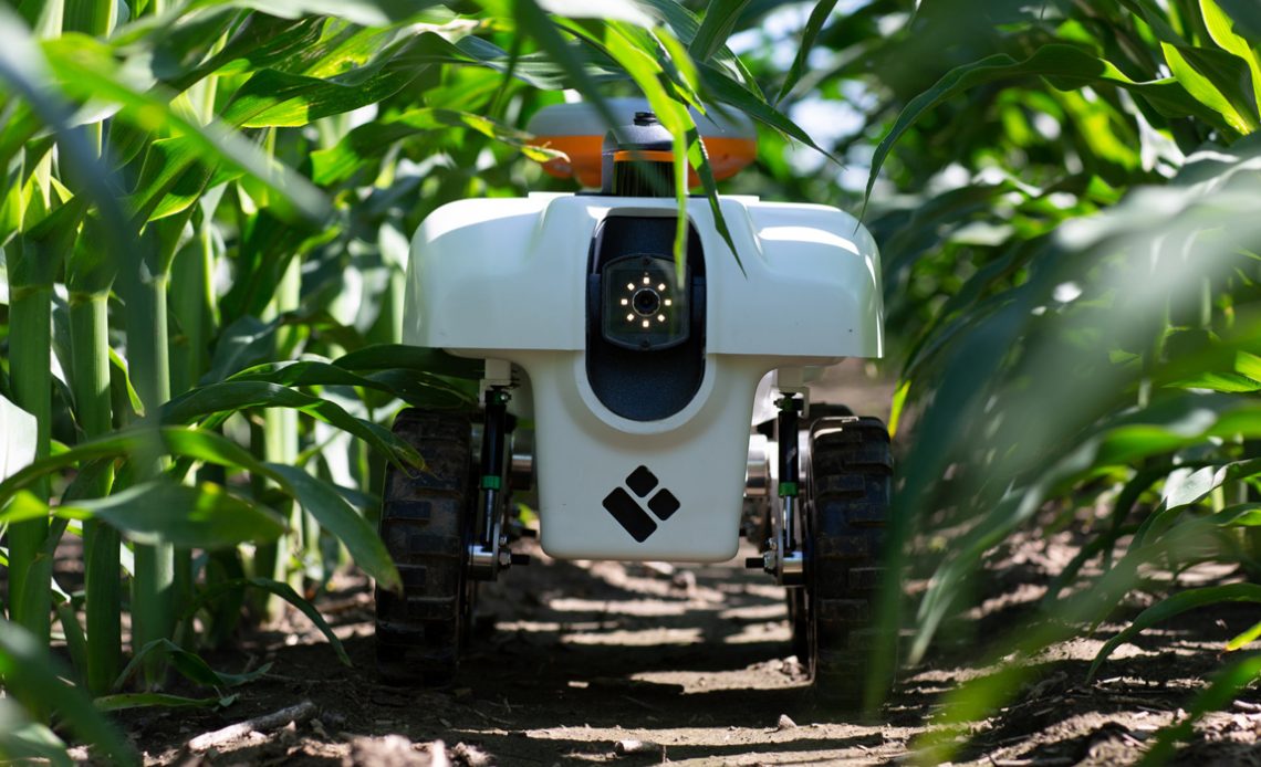Robot compacto em lavoura de milho