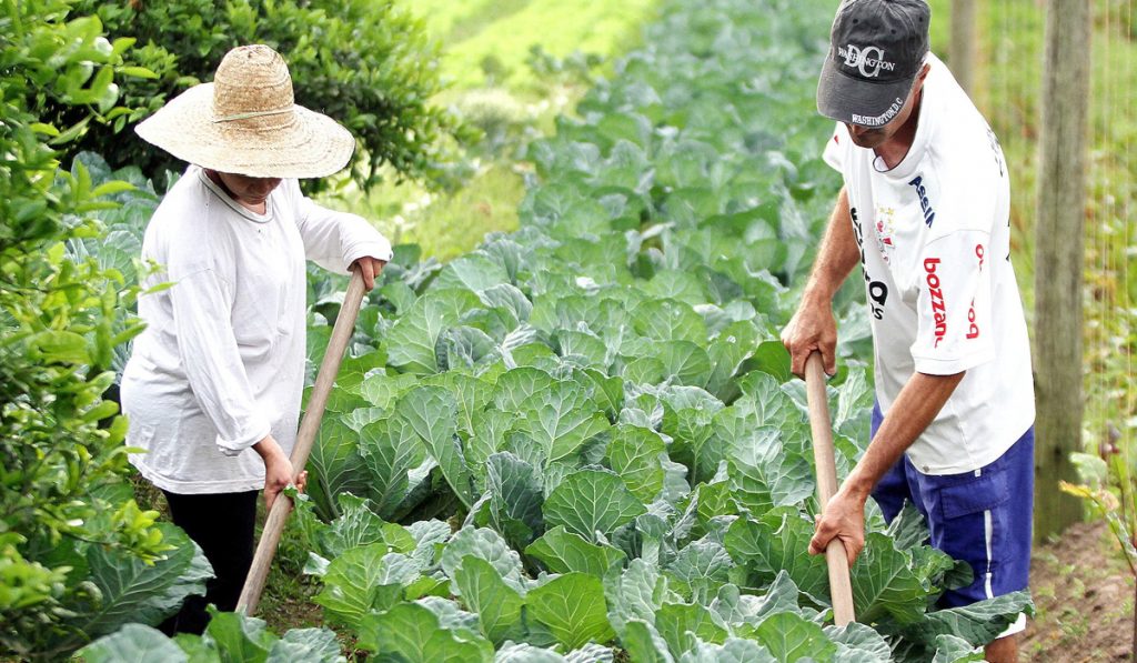 Casal de produtores rurais no trabalho da lavoura