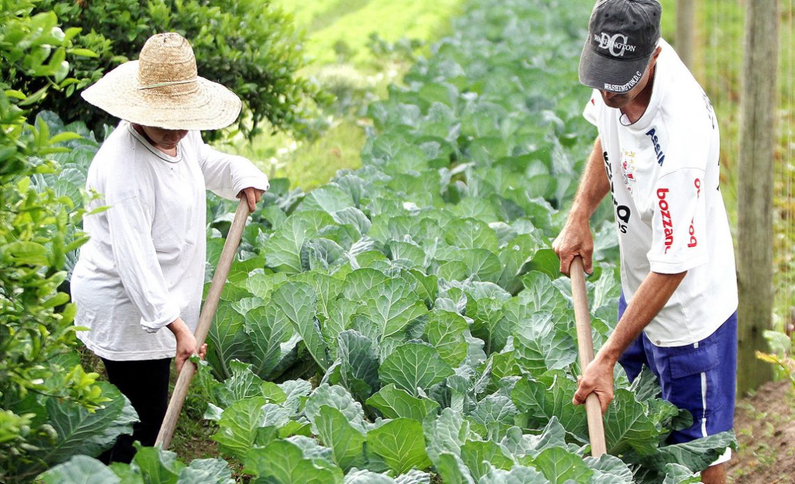 Casal de produtores rurais no trabalho da lavoura