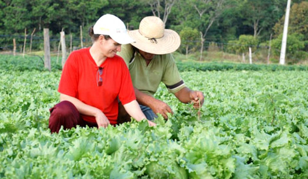 Casal de agricultores familiares na cultura de hortaliças