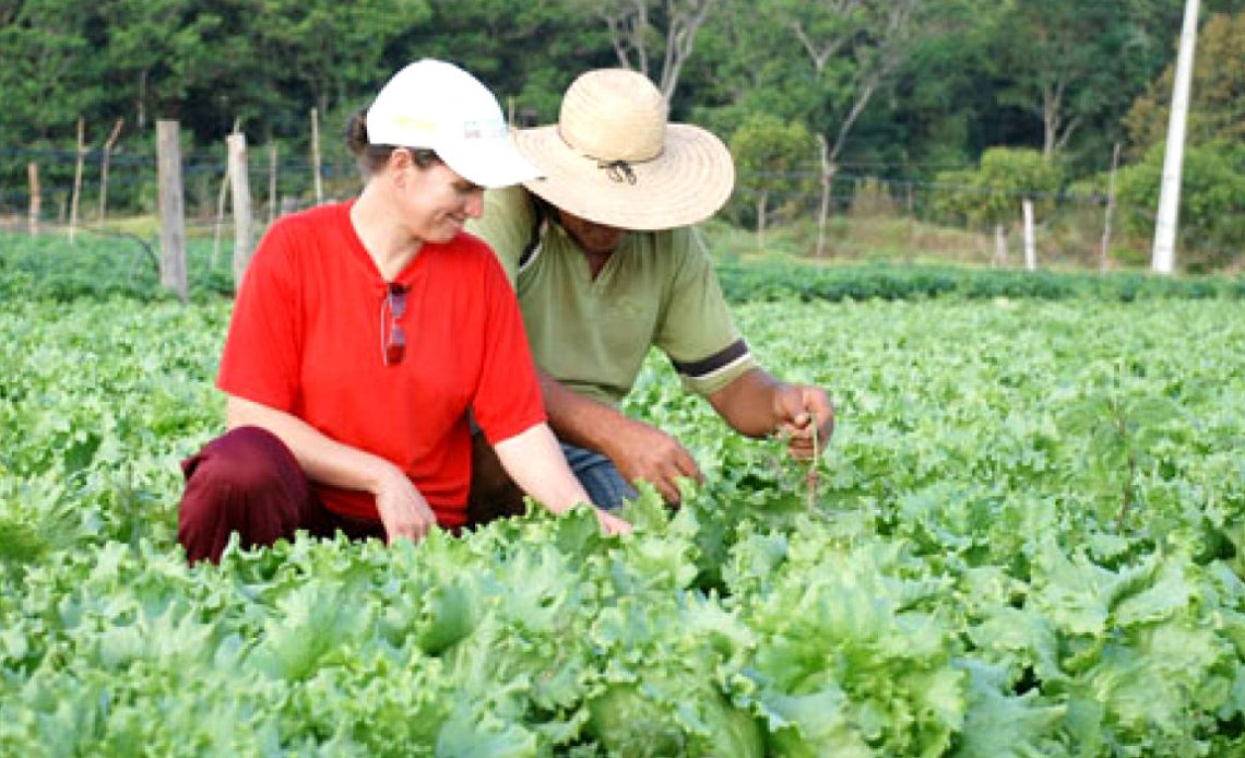 Casal de agricultores familiares na cultura de hortaliças