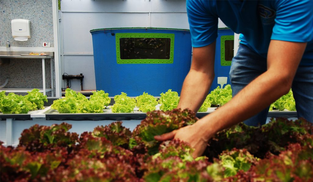 Fazenda Aquapônica Urbana do CEFOPEA na Associação Reciclázaro em parceria com a Fundação Cargill