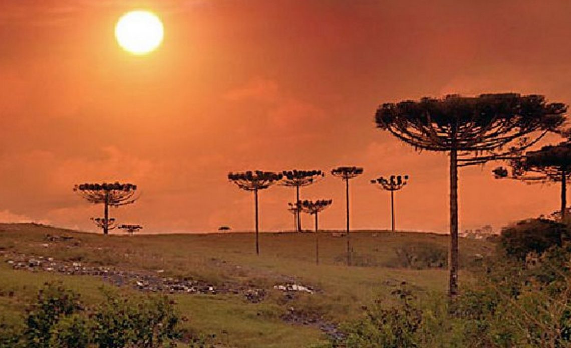 Pinheiro do Paraná (Araucaria angustifolia)